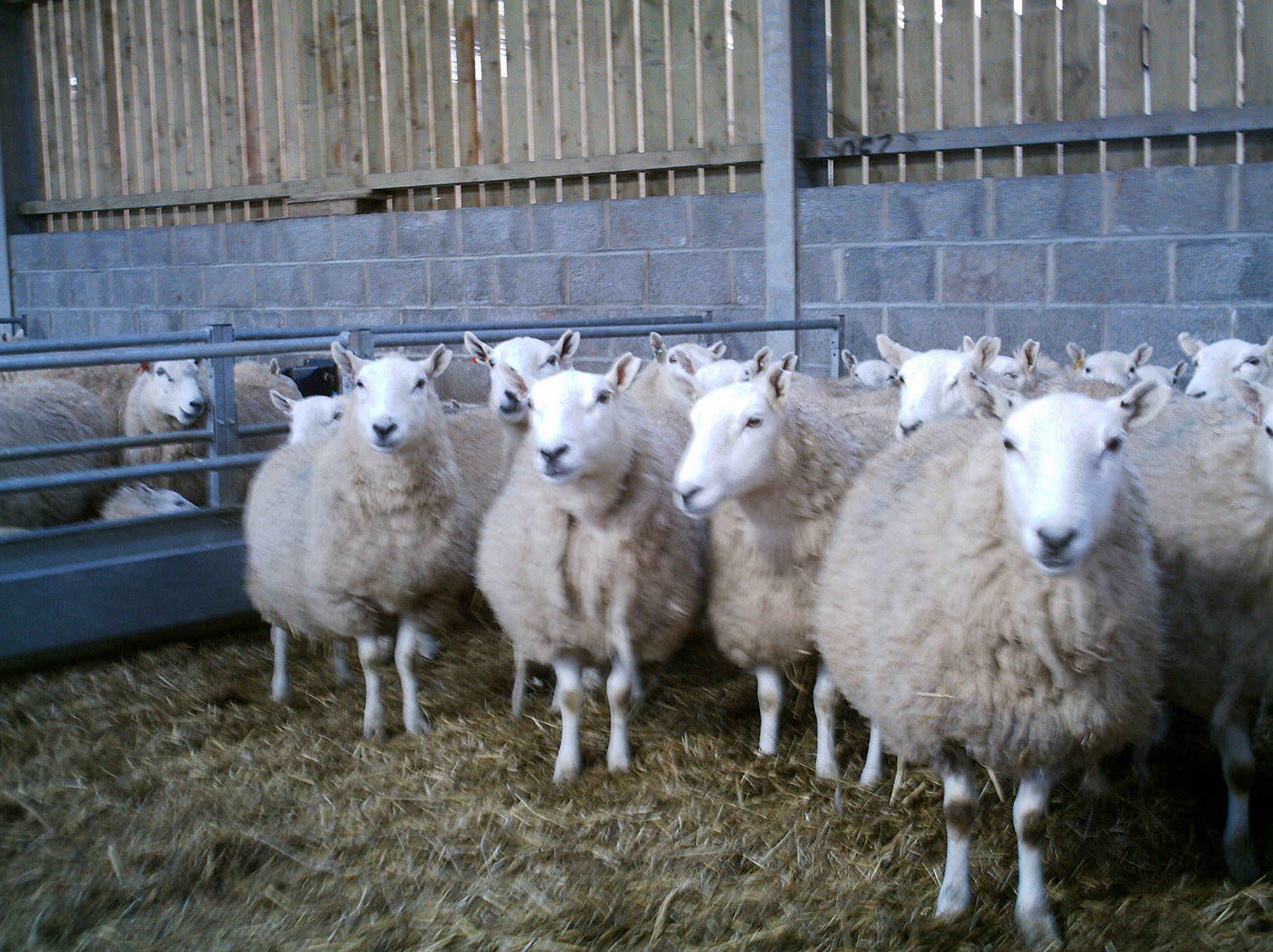 Some of our sheep